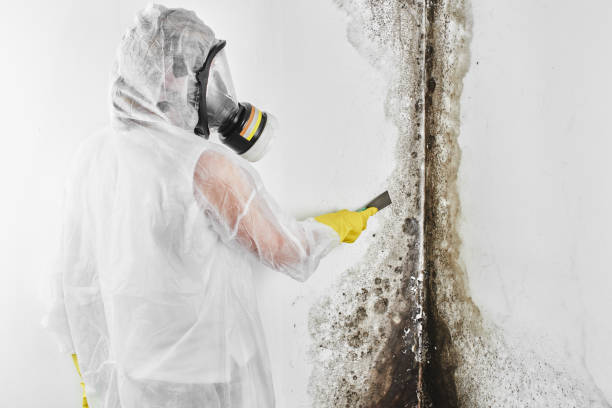 Best Crawl Space Mold Removal  in Grants, NM