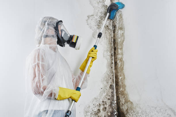 Best Toxic Mold Removal  in Grants, NM