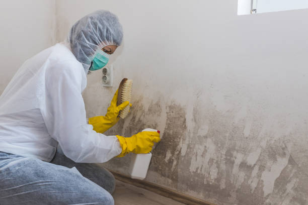 Office Mold Removal Services in Grants, NM
