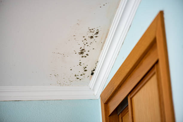 Mold Removal and Inspection in Grants, NM