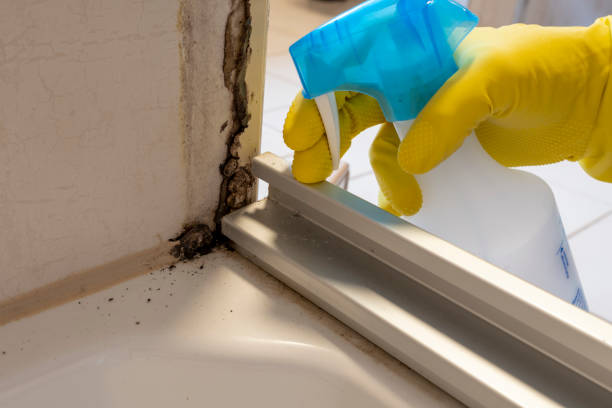 Best Mold Cleaning Services  in Grants, NM