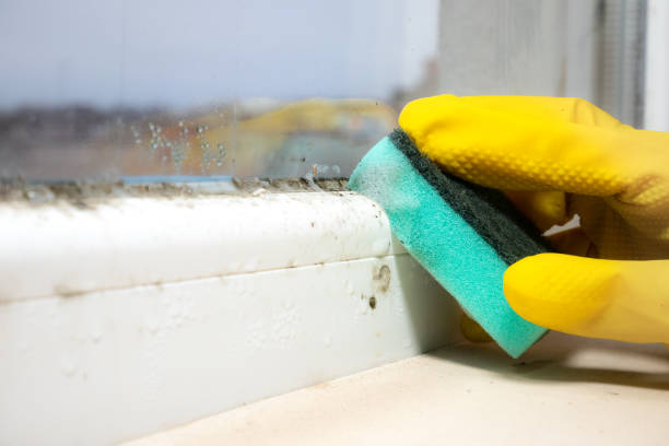 Best Commercial Mold Removal  in Grants, NM